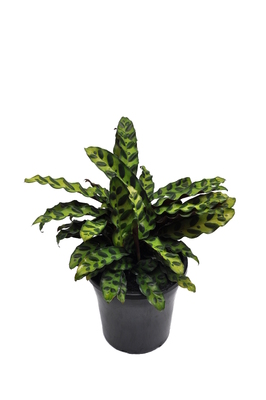 Goeppertia insignis (Rattlesnake Plant) - 180mm squat pot