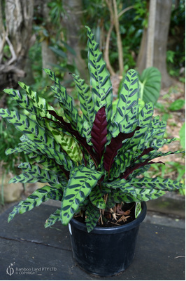 Goeppertia insignis (Rattlesnake Plant) - 250mm squat pot