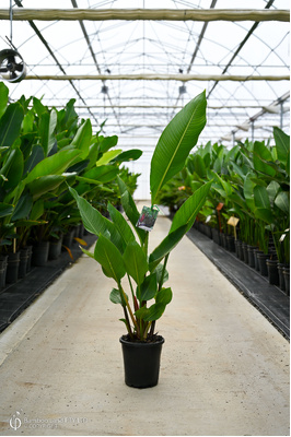 Heliconia bihai 'Chocolate Dancer' - 180mm pot