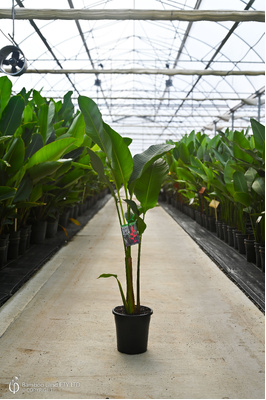 Heliconia bihai 'Hong Kong Claw' - 180mm pot