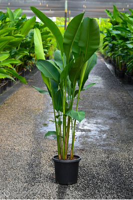 Heliconia bihai 'Hong Kong Claw' - 300mm pot