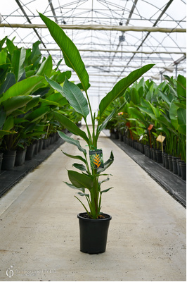 Heliconia bihai 'Yellow Dancer' - 180mm pot