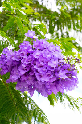 Jacaranda mimosifolia (Jacaranda) - 180mm pot