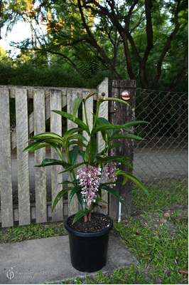 Medinilla dolichophylla (Giant Chandelier Plant) - 300mm pot