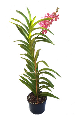 Mokara orchid - Pink - 200mm SQ pot with Flower