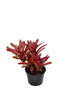 Neoregelia 'Fire Ball' - 125mm pot