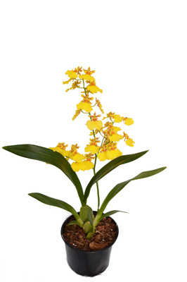 Oncidium 'Joost' (Dancing Lady Orchid) - 140mm squat pot