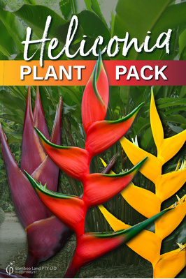 Heliconia plant pack - Bihai Collection - 6 pack