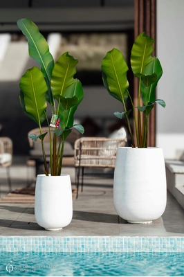 Heliconia bihai x caribaea 'Black Cherry' - 200mm pot 4 PACK