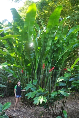 Heliconia bihai x caribaea 'Criswick' - 200mm pot 4 PACK