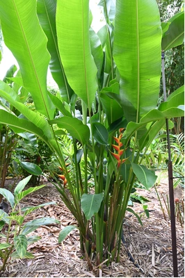 Heliconia bihai x caribaea 'Jacquinii' - 200mm pot 4 PACK