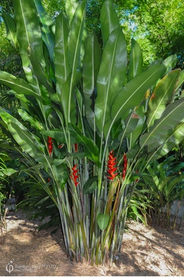 Heliconia bihai x caribaea 'Kawauchi' - 200mm pot 4 PACK