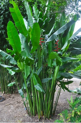 Heliconia bihai x marginata 'Rauliniana' - 180mm pot 6 PACK