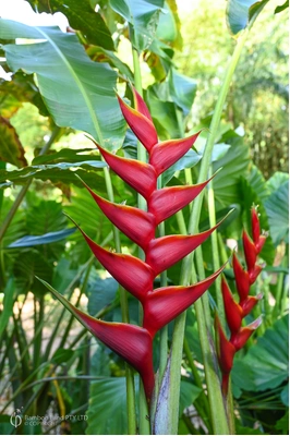 Heliconia bihai x caribaea 'Richmond Red' - 200mm pot 4 PACK