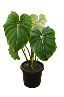 Philodendron 'Dean McDowell'  - 300mm pot