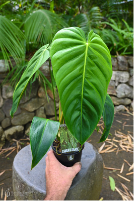 Philodendron esmeraldense - 125mm pot