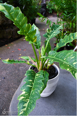 Philodendron 'Ring of Fire'