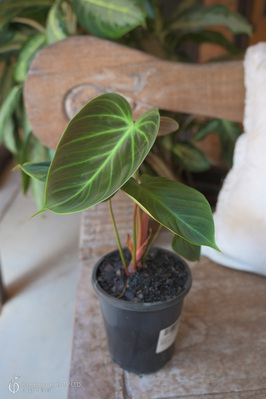 Philodendron rubrijuvenile (El Choco Red) - 125mm pot