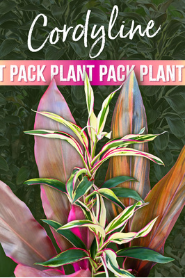 Cordyline plant pack