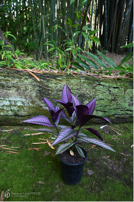 Strobilanthes dyerianus (Persian Shield) - 180mm pot