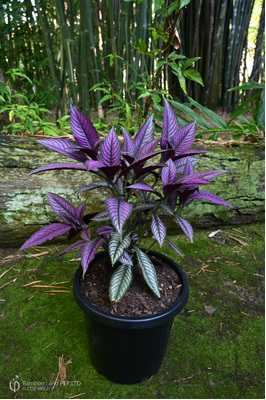 Strobilanthes dyerianus (Persian Shield) - 300mm pot