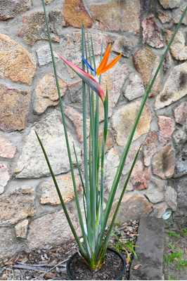 Strelitzia juncea (Narrow-leaved Bird of Paradise) - 250mm pot