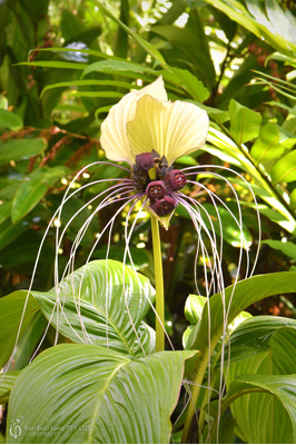 Tacca integrifolia 'Nivea' (White Bat Plant) - 300mm pot