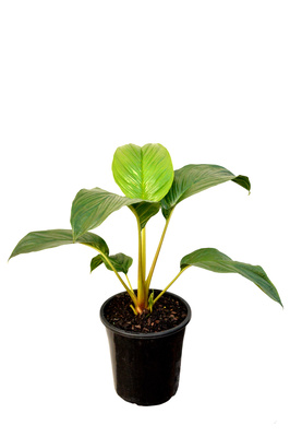 Tacca integrifolia 'Nivea' (White Bat Plant) - 180mm pot