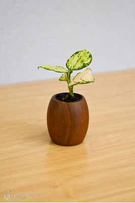 Miniature teak pot  - Drum (Large)