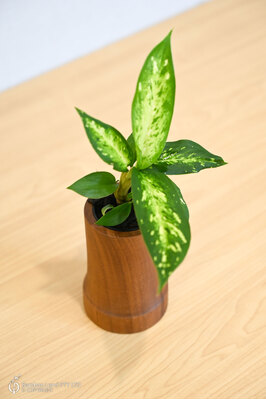 Miniature teak pot  - Flared Bottom