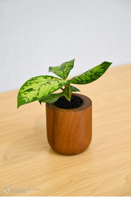 Miniature teak pot - Rounded (Small)