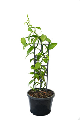 Vanilla planifolia (Vanilla Vine) - 180mm squat pot