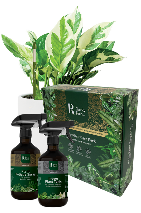 Rocky Point - Indoor Plant Care Pack