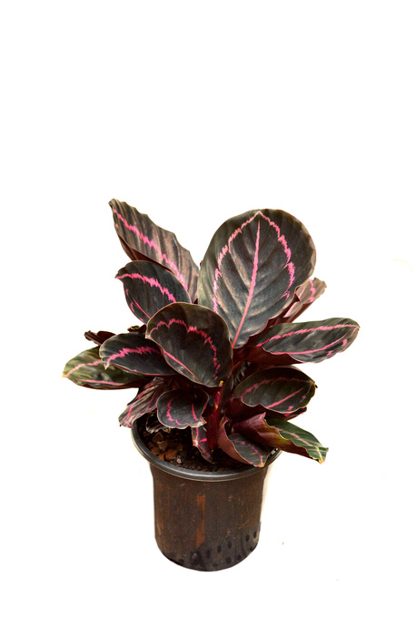 Calathea roseopicta 'Dottie' [Size: 180mm pot]