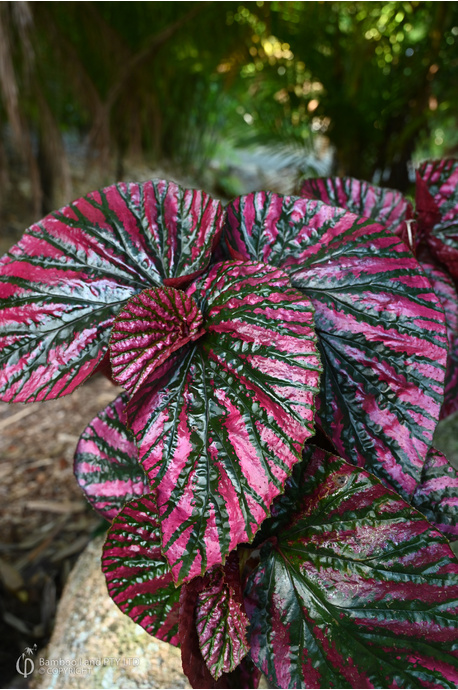 Begonia brevirimosa (Begonia Exotica) - 125mm pot