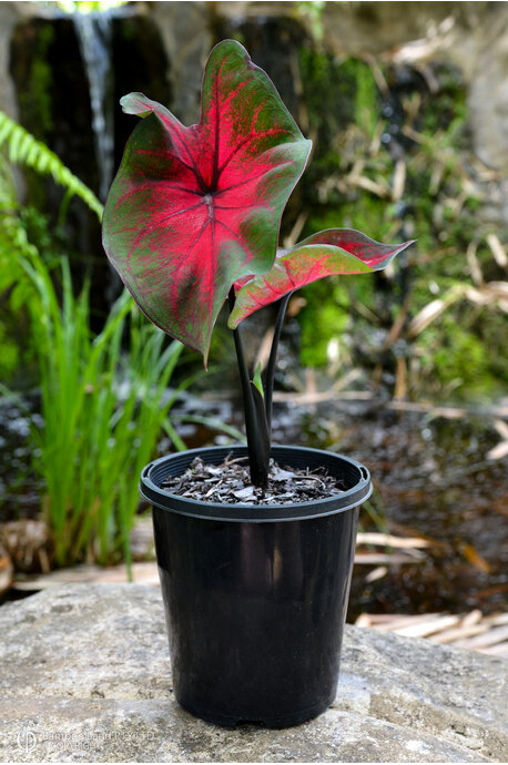 Caladium bicolor 'Black Stem Red Heart'