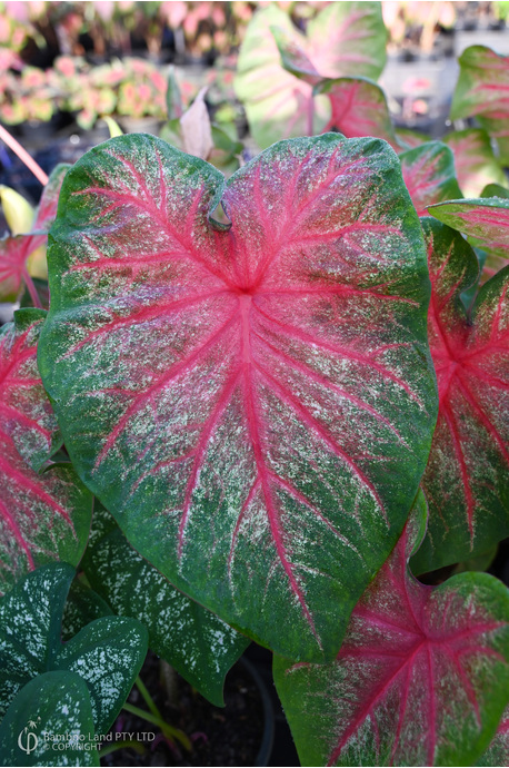 Caladium bicolor 'Bombshell' - 180mm pot