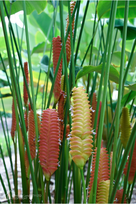 Calathea crotalifera (Red Rattleshaker)