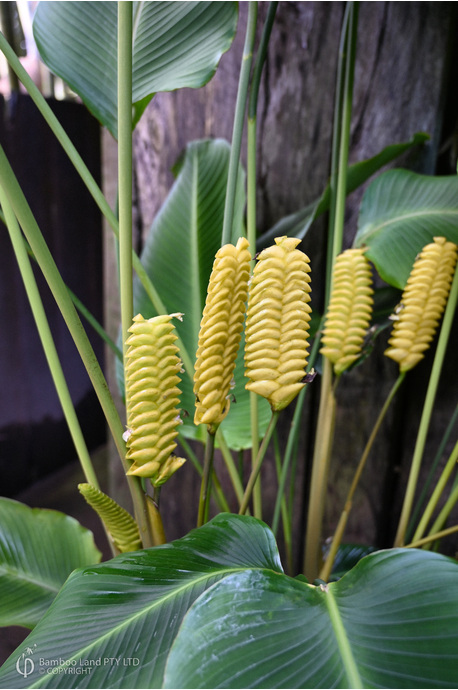 Calathea crotalifera (Yellow Rattleshaker)