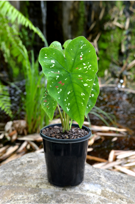 Caladium bicolor 'Florida Clown'