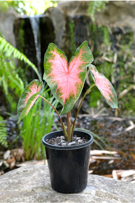 Caladium bicolor 'Kathleen' - 180mm pot