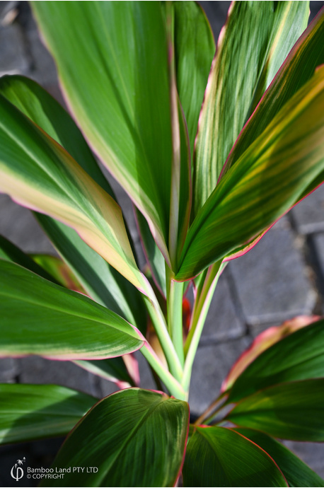 Cordyline fruticosa 'Alba Rosea' - 300mm pot