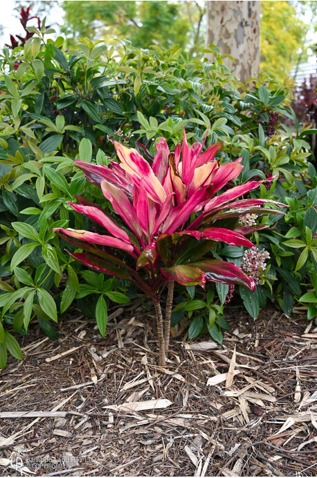 Cordyline fruticosa 'I'm Blushing' - 180mm pot