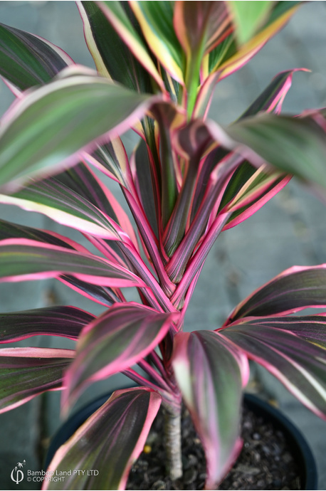 Cordyline fruticosa 'Rosa'