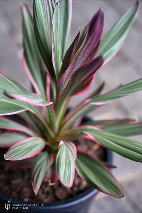 Cordyline glauca 'Pink Joy' - 180mm pot