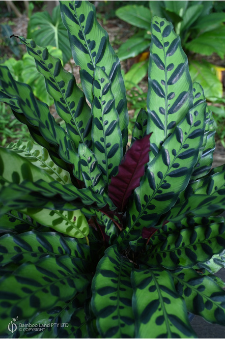 Goeppertia insignis (Rattlesnake Plant)