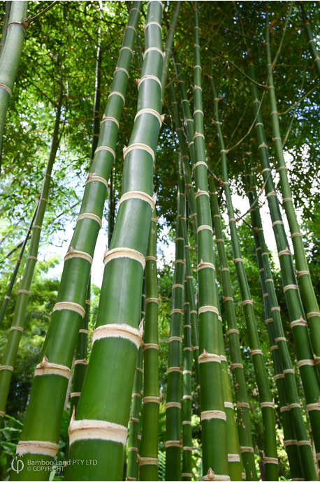 Guadua 'Peruana'