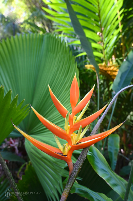 Heliconia angusta 'Orange Christmas' - 180mm pot