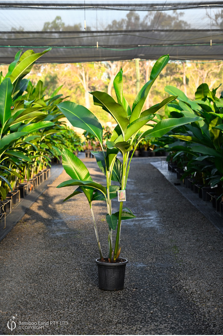 Heliconia bihai x caribaea 'Hot Rio Nights' - 300mm pot