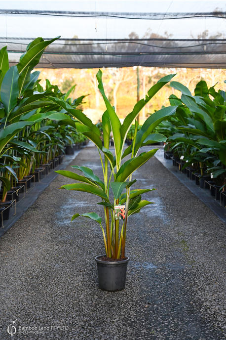 Heliconia bihai x caribaea 'Jacquinii' - 300mm pot